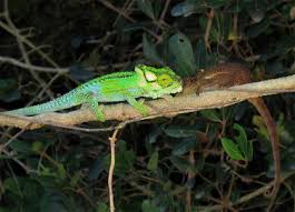 Database designer creates a table for each entity → identifier of the entity becomes the key of the table → each attribute of the entity becomes a column of the table → resulting tables are normalized so that each table has a single. Genetics And Evolution Of Colour Patterns In Reptiles Sciencedirect