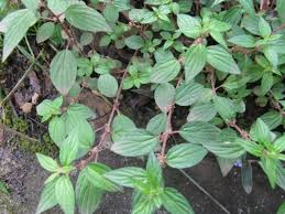 Image result for Pouzolzia parasitica