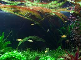 They also live in seasonally inundated forest pools or on river banks submerged only at high water. Cryptocoryne Usteriana Jetzt Ab 4 99 Kaufen Pflege Details