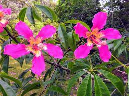 Ceiba Speciosa Chorisia Speciosa Floss Silk Tree Flowering Trees Silk Tree Tree