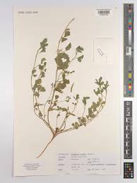 Image result for Cyamopsis senegalensis