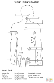 Immune System Worksheet Coloring Page Free Printable Coloring Pages Immune System Activities Immune System Coloring Pages