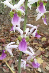 Image result for Oxygonum buchananii