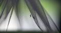 Record Chikungunya Outbreak in France with Over 300 Local Cases This Summer