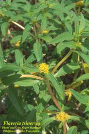 Image result for Flaveria trinervia