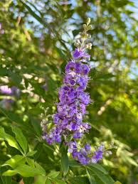 Image result for Vitex patula