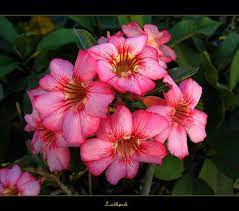 Pin On Desert Rose Adenium