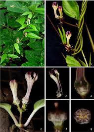 Image result for Ceropegia albipilosa