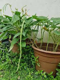 Waktu tanam kacang panjang dapat dilakukan saat. Teringin Tanam Kacang Panjang Jenis Tak Menjalar Ni Cara Tipsnya Keluarga