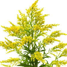 Check spelling or type a new query. Yellow Aster Solidago Aster Solidago In Bulk Wholesaleflowers Net