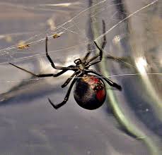 And yet, black widows do sometimes end up in people's kitchens. Aposematic Signals In North American Black Widows Are More Conspicuous To Predators Than To Prey Sertox