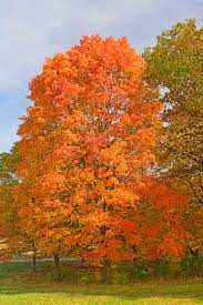 Maybe you would like to learn more about one of these? Why Do Leaves Change Color In The Fall Inchemistry