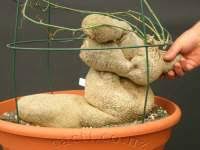 Image result for Kedrostis nana