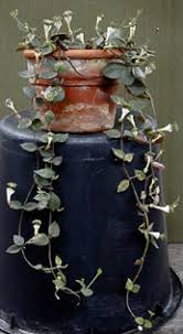 Image result for Ceropegia filipendula