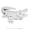 Alligator bingo and coloring pages alligator toilet paper tube puppet soap box alligator puppet alligator card crocodile circle time fun 1