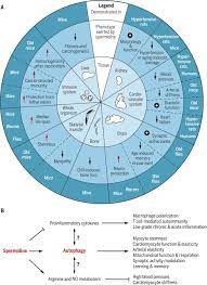It's rapidly expanding throughout the eu and the entire world. Spermidine In Health And Disease Science