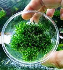 It is native to sri lanka where it grows at the edges and in the shallow water of fast flowing rivers. Aqua Lush Something New Cryptocoryne Parva Mini Your Facebook