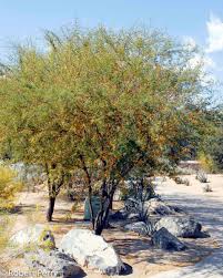 Image result for Acacia