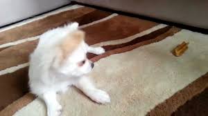 Amazon's choice for long haired chihuahua +96 colors/patterns. Long Haired White Chihuahua Puppy Bailey Youtube