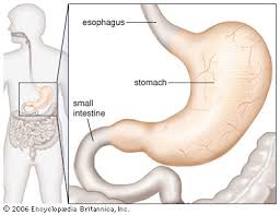 The average adult heart is about the size of a fist: Stomach Definition Function Structure Diagram Facts Britannica