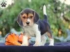 Beagle Puppy for sale by owner - Puppies for Sale Near Me
