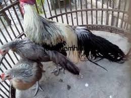 Ayam Phoenix Dewasa Animals Photo Phoenix