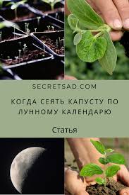 когда сажать помидоры на рассаду по лунному календарю 2019 Lunnyj Kalendar Ogorodnika Seem Kapustu Na Rassadu V 2020 G Kapusta Kalendar Posadka