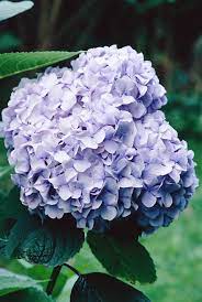 Pin On Gardens Outdoor Love