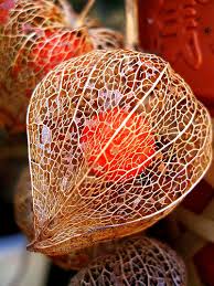 Find out about chinese lantern history, riddles, features, types, and festivals that have lanterns in the most common chinese lanterns are red, oval shaped, and decorated with red or golden tassels. Https Www Motherearthliving Com In The Garden Faq Growing Chinese Lantern Plants Physalis Alkekengi