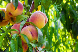 4 reasons why your fruit tree is not producing fruit. No Peaches Or Apricots Blame The Northeast S Warm Wacky Winter Grist