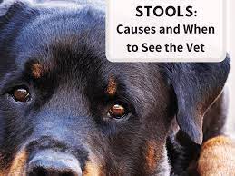 16 Causes Of Blood In Dog Stool Pethelpful