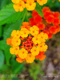 Image result for Lantana moldenkei