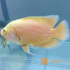 Harga ikan oscar batik infoikan.com semakin beragamnya jenis ikan oscar, maka tidak bisa dipungkiri jika banyak dari penggemarnya menanyakan soal harga ikan hias tersebut. Oscar Paris Albino Import Thailand 15cm Tangerang Jualo