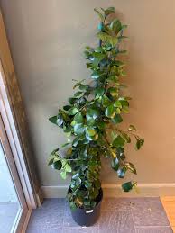Image result for Ficus triangularis
