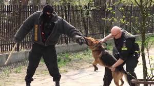 A police dog catches a thief. Pies policyjny łapie złodzieja ...