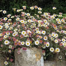 Image result for Erigeron karvinskianus