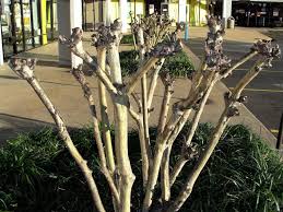 They bloom from new growth and so pruning is definitely essential. There Are Many Reasons Not To Prune Your Crape Myrtles Lifestyle Tylerpaper Com