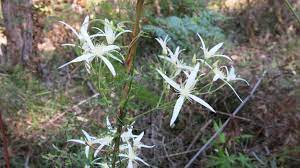 There are three clematis species present in western australia (c. Clematis Pubescens Geographe Plants