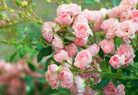 Aphids are tiny insects, most often green, that. Growing Roses In Texas State Fair Of Texas