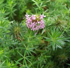 Image result for Pavetta stenosepala