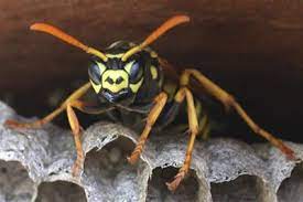 Pro pest control has over 30 years experience in commercial and residential service at the lake. Pest Control Lake Of The Ozarks Camdenton Pest Control Service