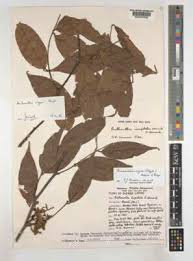 Image result for Englerodendron