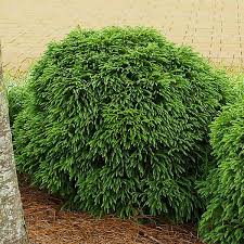 Image result for Buchnera cryptocephala