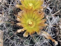The thanksgiving cactus has a very toothy stem with two to four pointed teeth. Cactus Tips From A Master Grower