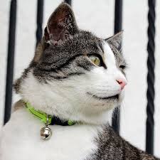 Your cat is basically your baby—just with way more fur—so it should come as no surprise than many of the world's most popular cat names are some of the world's most popular (human) baby names, too. Best Cat Collar Reviews Buying Guide Jan 2021 Outlinist
