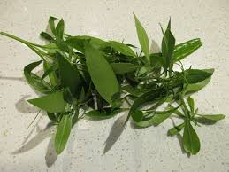 Image result for Maytenus chasei