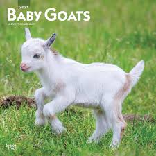You should give your baby a sponge bath until: Baby Goats Calendar 2021 At Calendar Club
