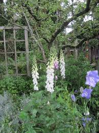 Image result for Digitalis purpurea alba/ red spots