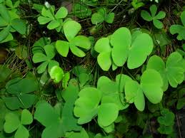 Image result for Marsilea villifolia