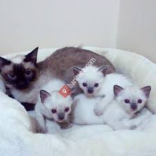 Elazig Cins Kedi Sahipleri Iletisim Sayfasi Elazig